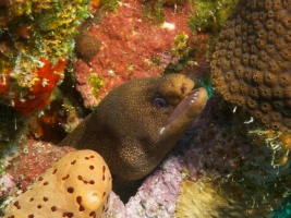 Golden Tail Moray Eel IMG 6015